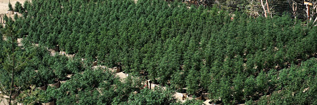100 gallon fabric pot field of cannabis plants far away shot.