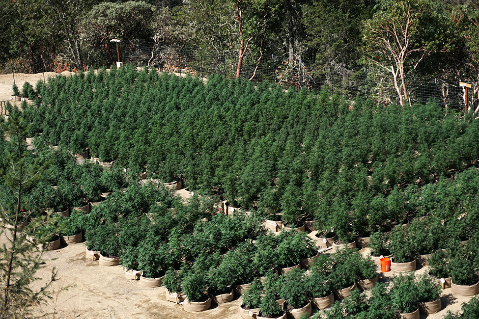 100 Gallon Field Far Away Shot
