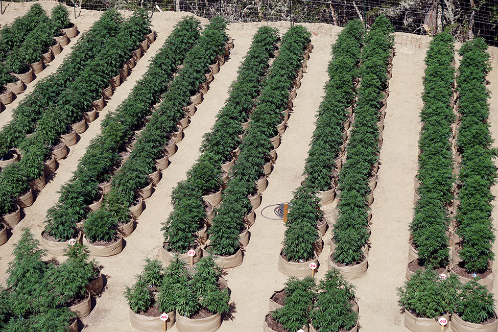 100 Gallon Tan Rows From Above