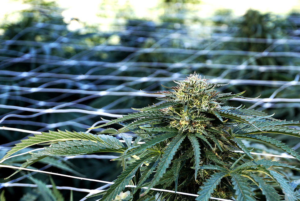 Bud With Trellis In Background