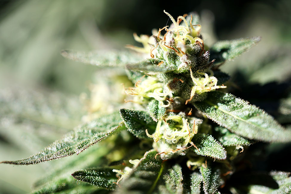 Flower grown in Calaveras