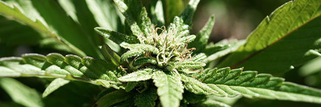 Cannabis flower close up.
