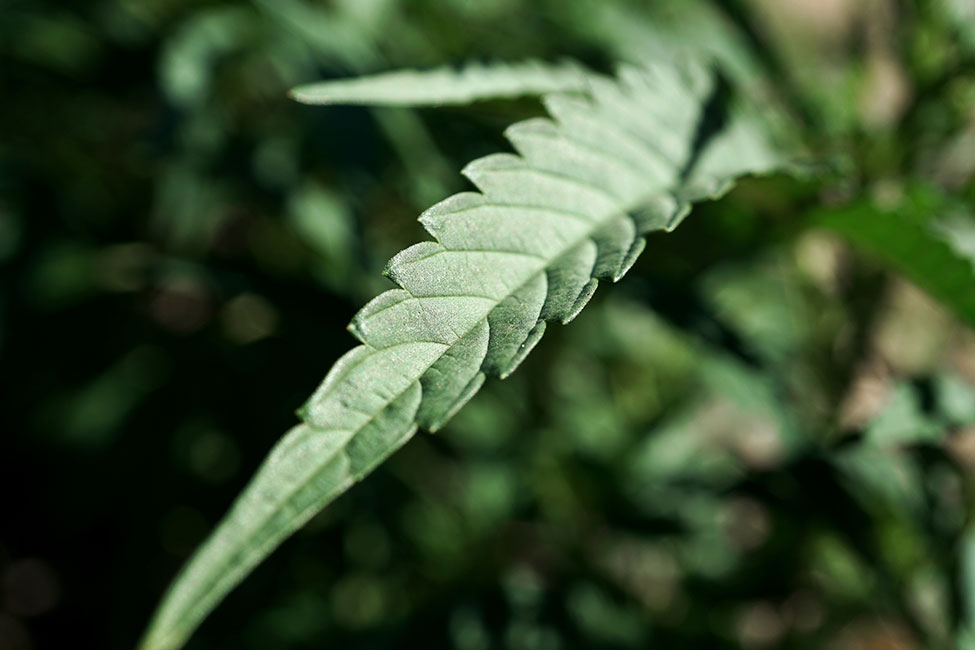 Cannabis Leaf Closeup