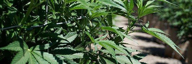Cannabis leaves close up.