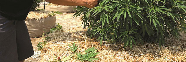 Cannabis plant in fabric pot with hay top dressing.