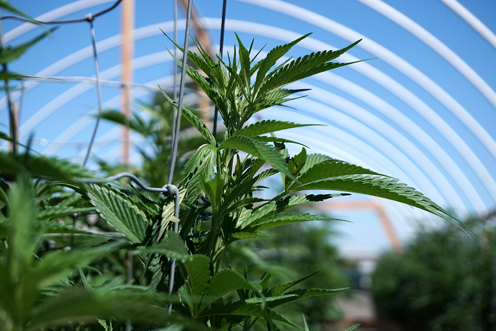 Cannabis Plant With Plant Wire And Greenhouse In Background