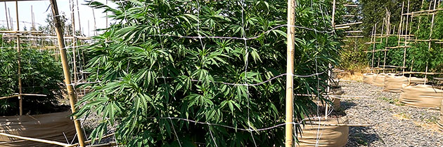 Cannabis plant wit trellis in fabric pot.