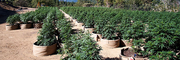 Cannabis plants in fabric pots at Seven Point Farms.