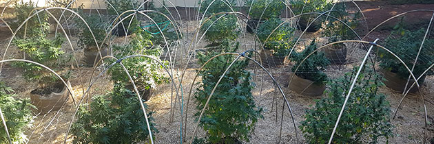 Cannabis plants in fabric pots outdoor grow.