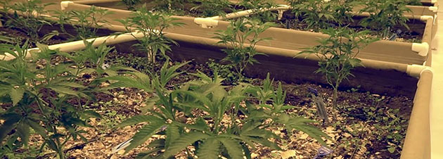 Cannabis plants in fabric raised bed.