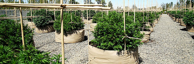 Cannabis plants with trellis in fabric pots at Wild West Growers.