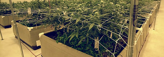 Cannabis plants with trellis in fabric raised beds.