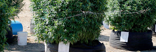 Cannabis plants with trellis in outdoor fabric pots.
