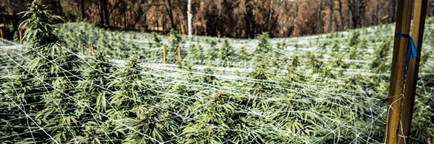 Cannabis plants with trellis.