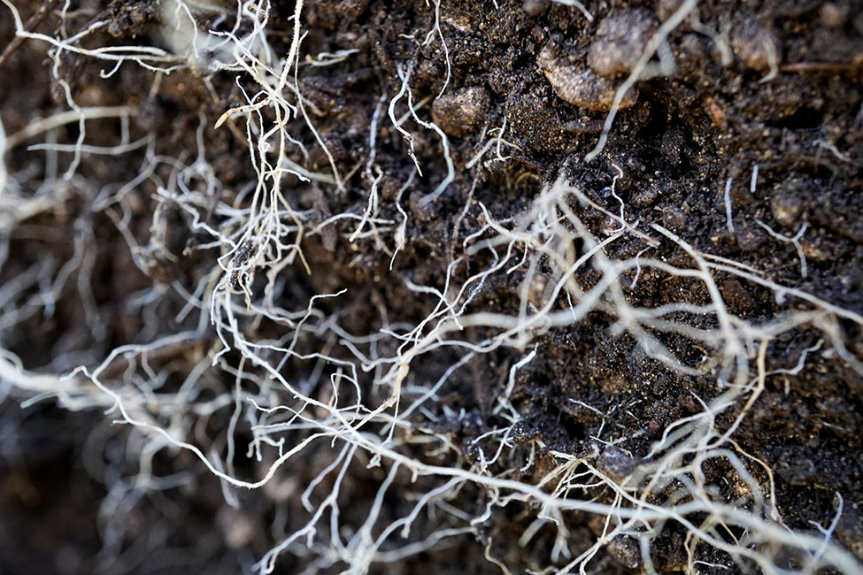 Cannabis Roots Closeup