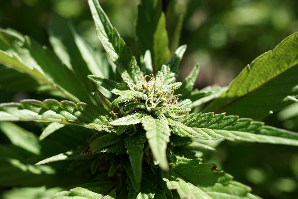 Close Up Cannabis Flower
