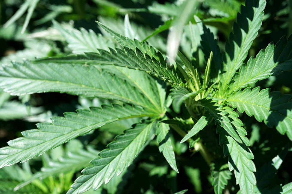 Close Up Pre Flower Cannabis Plant