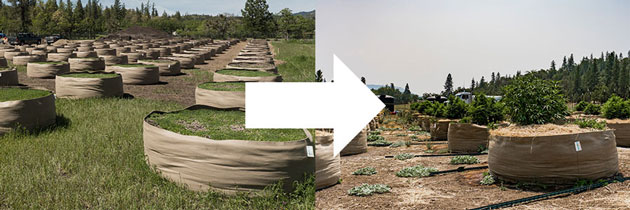 Comparison of tilled and no-till fabric pots on farm.