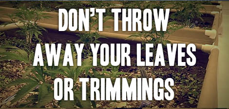 Don't Throw Away Your Leaves or Trimmings