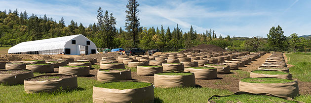 Fabric pots at SOLO Farms.