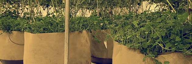 Fabric pots with cover cropping.