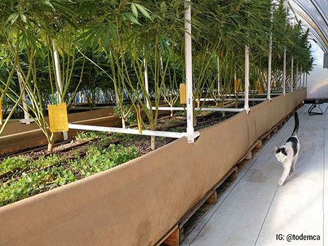 Fabric raised bed cannabis greenhouse with cover crop.