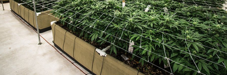 Fabric raised beds cannabis indoor no-till.