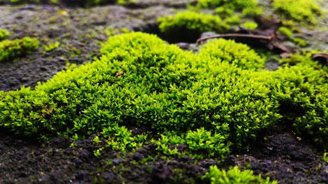Promotes even moisture throughout the soil