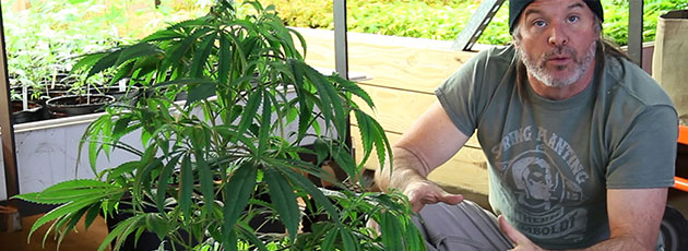 Kevin Jodrey with cannabis plant.