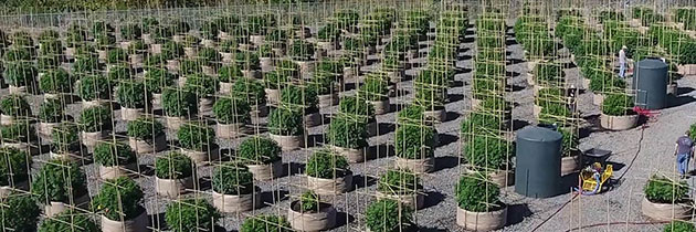 Large scale outdoor fabric pots on farm.