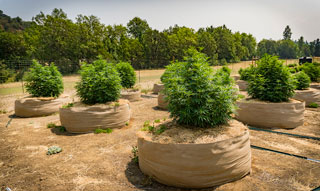 No-till farm with classic fabric pots.