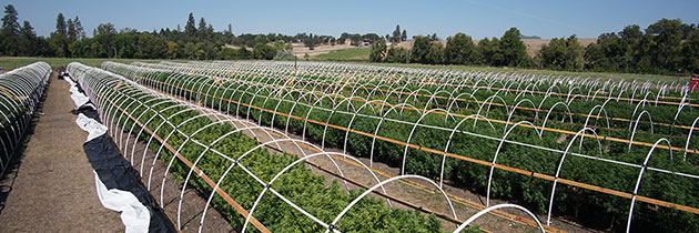 Ouutdoor grow at Butte Creek Farms.