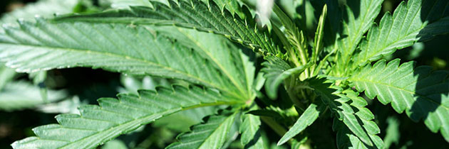 Pre-flower cannabis leaves close up.