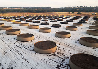 Shorty soil saver pots with soil.