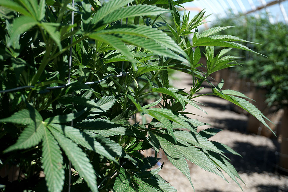 Side Of Cannabis Plant In Greenhouse