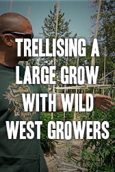Trellising a Large Scale Grow with Wild West Growers