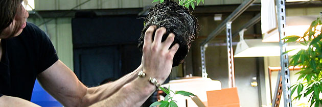 Unpotted plant showing roots.