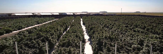 White ground cover at Okanogan Natural Farms.